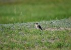Oostelijke blonde tapuit (eastern black-eard wheatear) (Oenanthe melanoleuca)- Gerkamp bij Gurvanbulag 12-08-2016 (1)